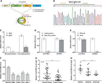 Circular RNA circLMO1 Suppresses Cervical Cancer Growth and Metastasis by Triggering miR-4291/ACSL4-Mediated Ferroptosis